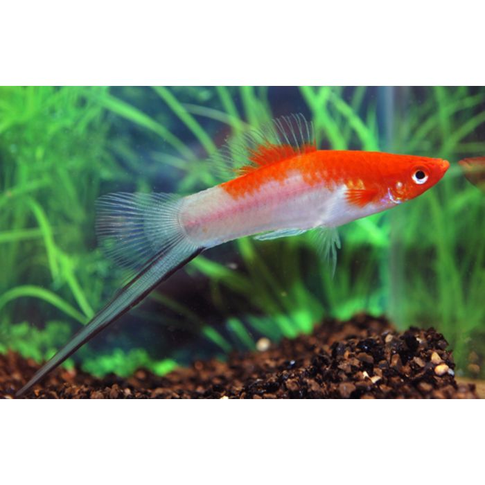 Xiphophorus Helleri Koi / Zwaarddrager Koi