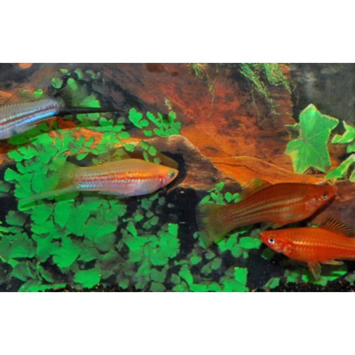 Xiphophorus Helleri Zwaarddrager Mix