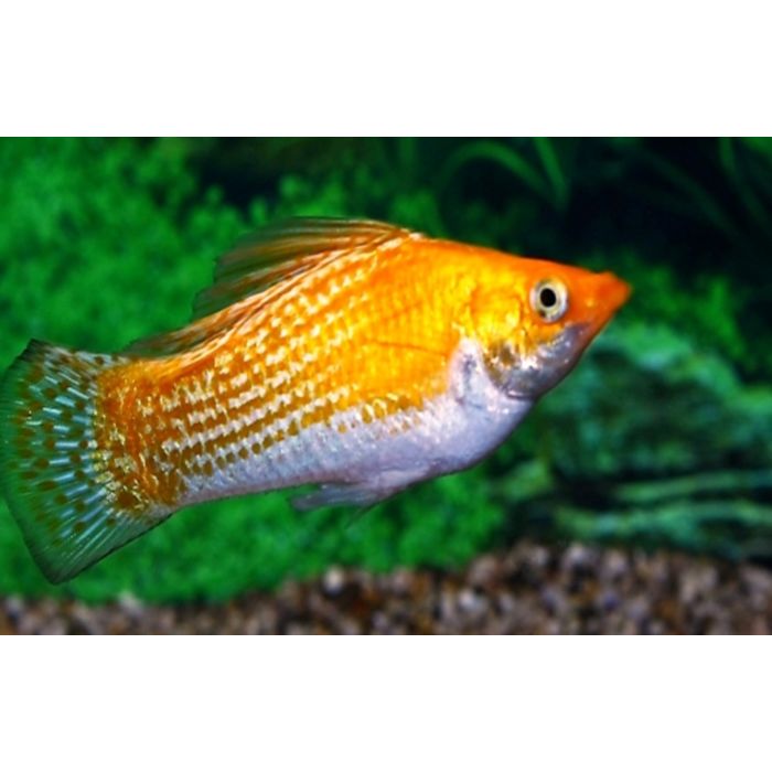 Poecilia velifera Hoogvinkarper Sunburst