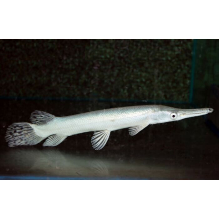 Atractosteus Spatula Platinum / Kaaimansnoek Platinum