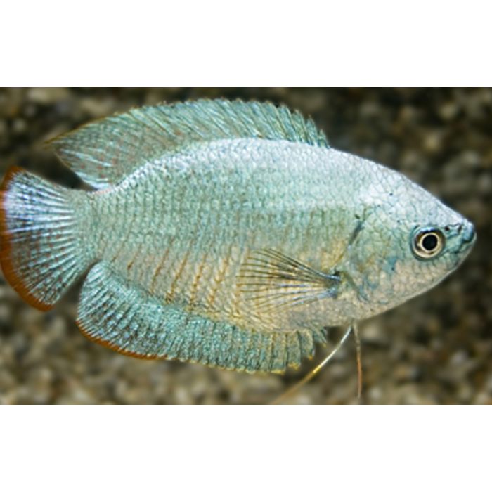 Trichogaster Lalius Cobalt Dwerggoerami Kobalt