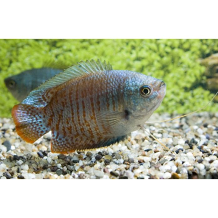 Trichogaster Lalius Neon / Dwerggoerami Neon