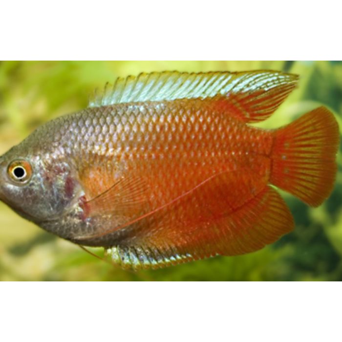 Trichogaster Lalius Red Dwerggoerami Rood