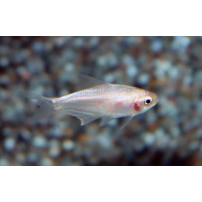 Nematobrycon Palmeri Weiß / Kaisersalmler Weiß