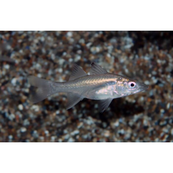 Centropomus Ensiferus / Schwertstachel-Snook