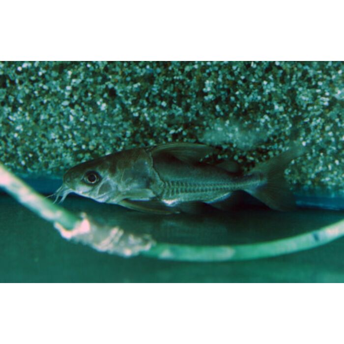 Nemadoras Humeralis Humeralis Meerval