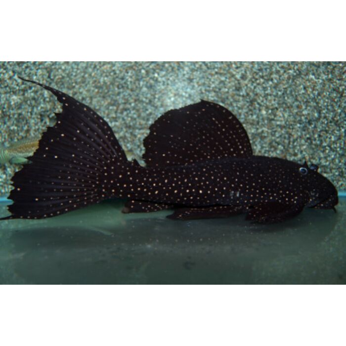 Pseudacanthicus Serratus / Mustang Cactus Pleco
