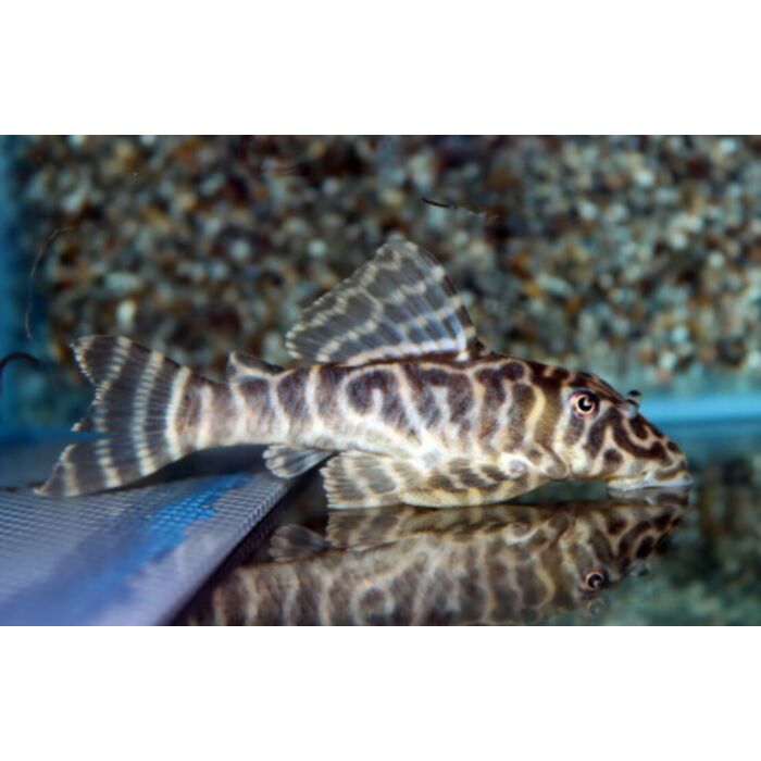 Peckoltia Sp / Sipaliwini Tiger Pleco L502