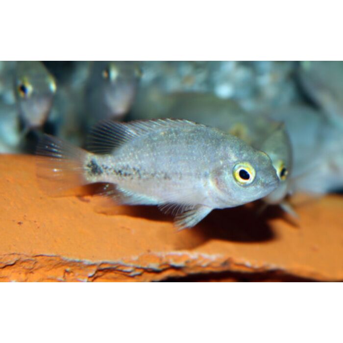 Cribroheros Rostratus Cichlide Rostratus