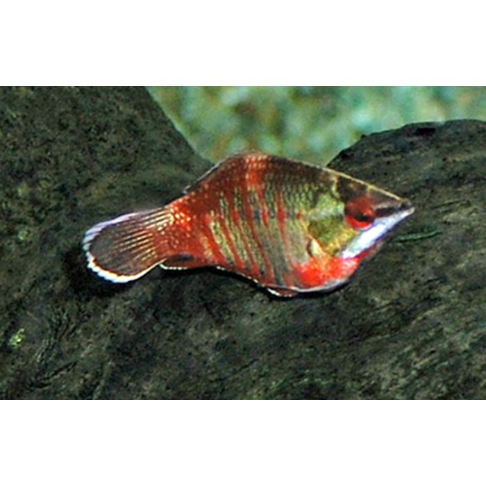 Spaerichthys Vaillanti