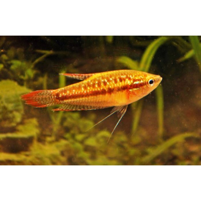 Trichopsis Pumila Knorgourami Zo.azie