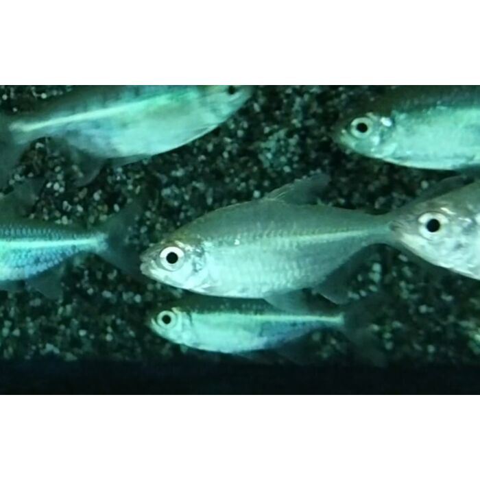 Moenkhausia Cf. Hemigrammoides / Zalm Hemigrammoides