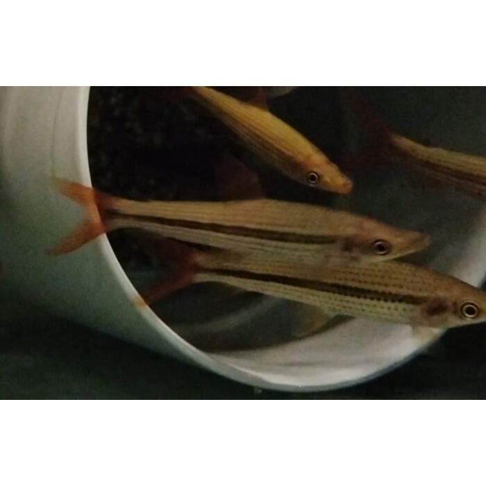 Pseudanos Winterbottomi / Schokoladenkopfsteher