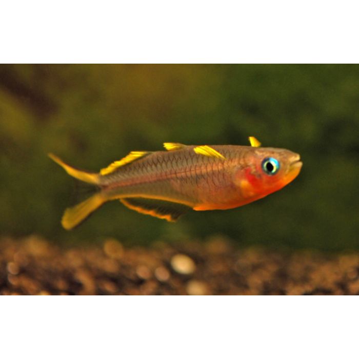 Pseudomugil Furcatus Regenboogzalm