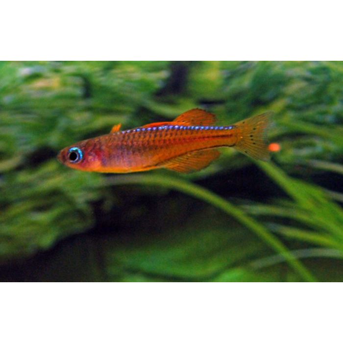 Pseudomugil Luminatus / Neon Rood Regenboogvis