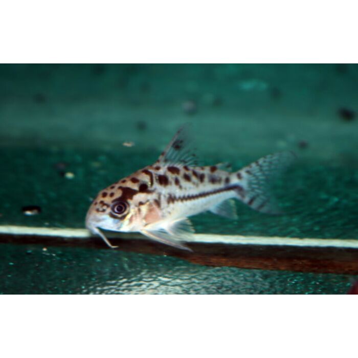 Corydoras Evelynae / Pantsermeerval Evelynae