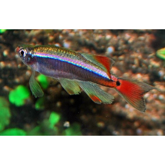 Tanichthys Albonubes / Sluier Chinese Danio