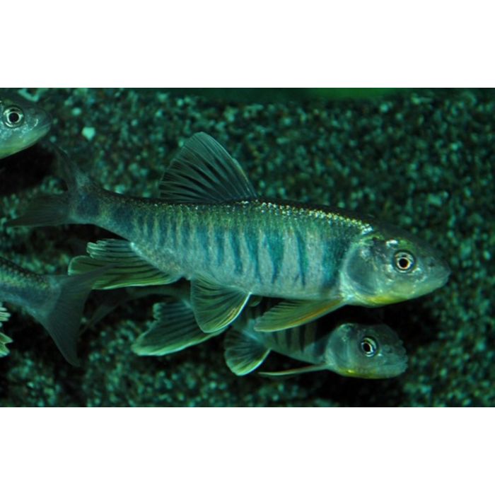 Zacco Platypus / Drakenvis Oost Azie