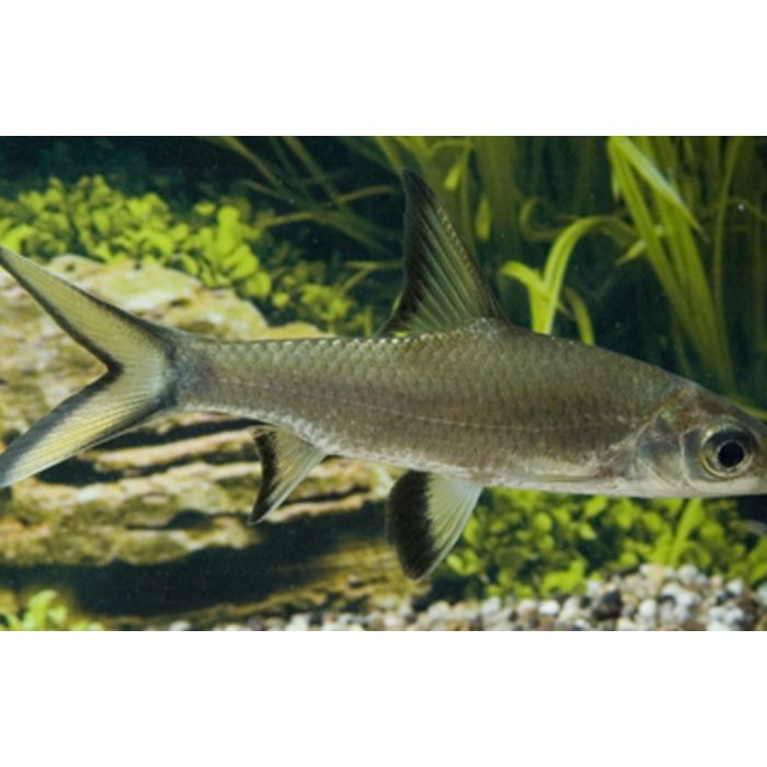 Balantiocheilus Melanopterus Haaibarbeel