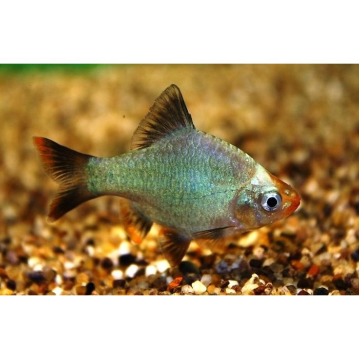 Puntigrus Tetrazona Cobalt / / Cobalt Sumatraan