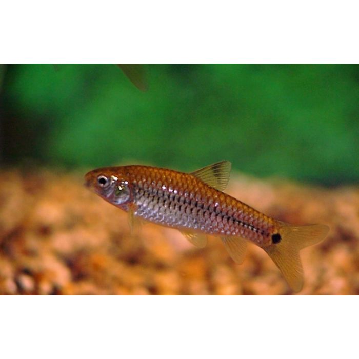 Enteromius Callipterus / Barbeel Callipterus