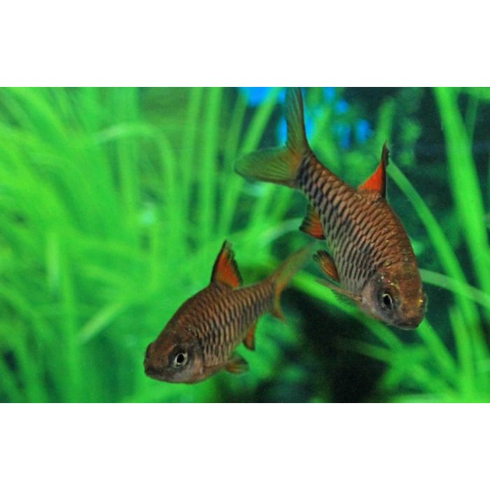 Oliotius Oligolepis / Eilandbarbeel