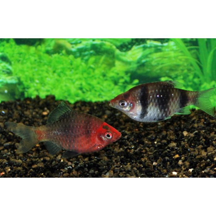 Pethia Nigrofasciata / Purperkopbarbeel