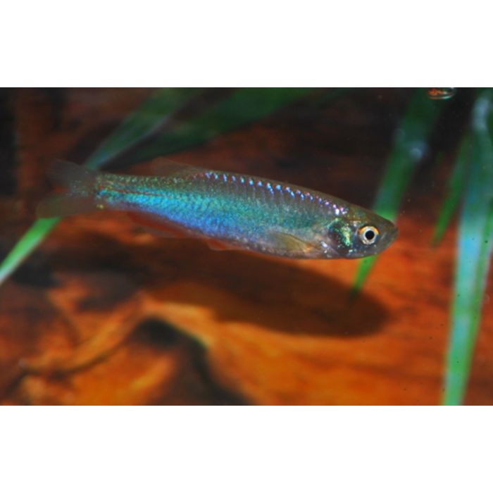 Brachydanio Albolineatus / / Blauwe Danio