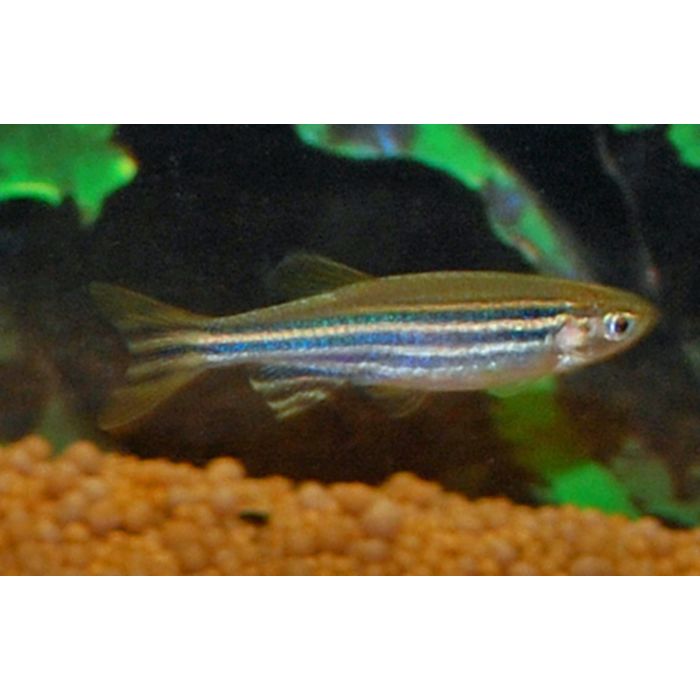 Brachydanio Rerio Zebra Danio
