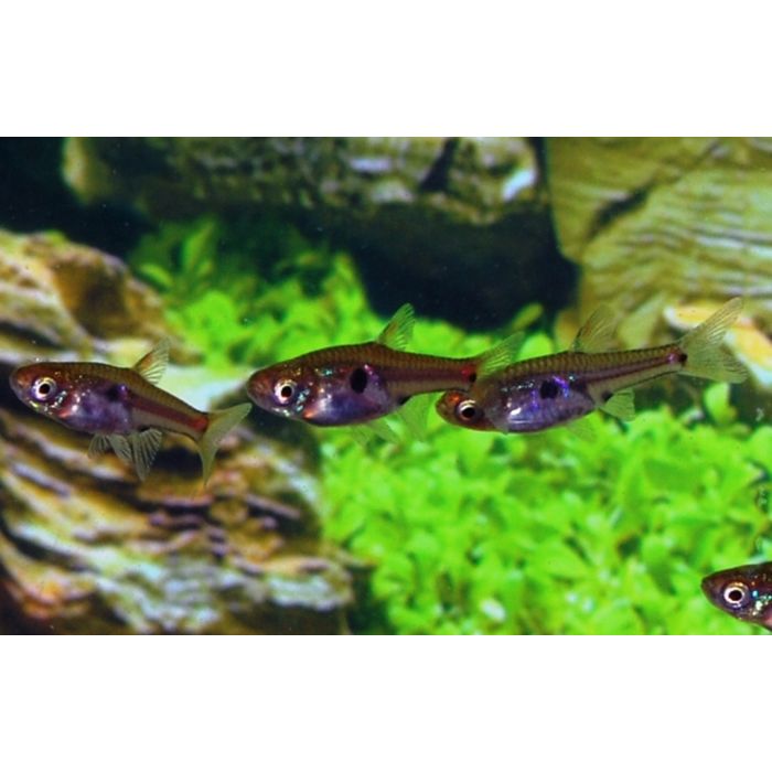 Boraras Naevus Dwergbarbeel Thailand