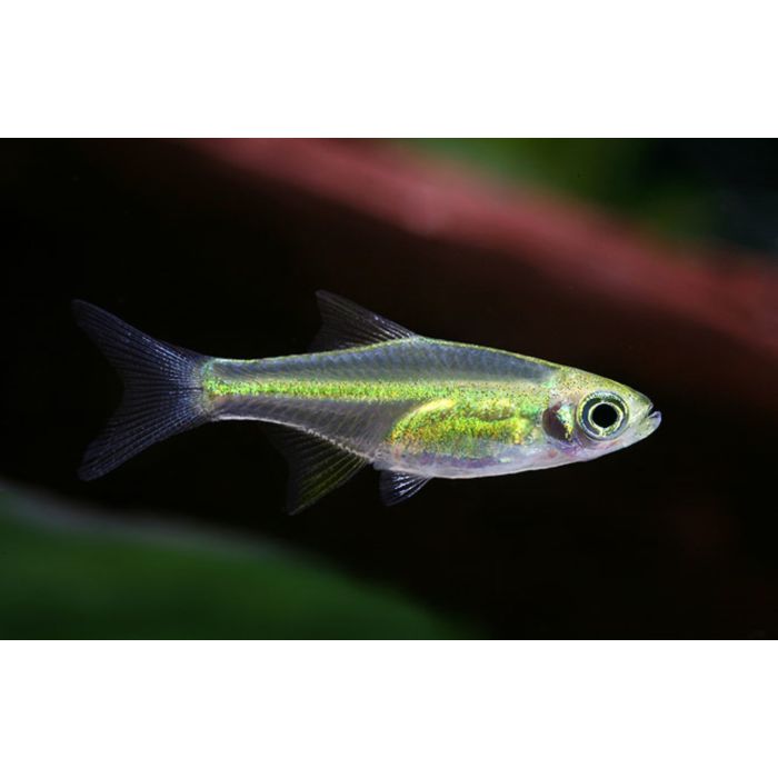 Microdevario Kubotai / Groene Rasbora