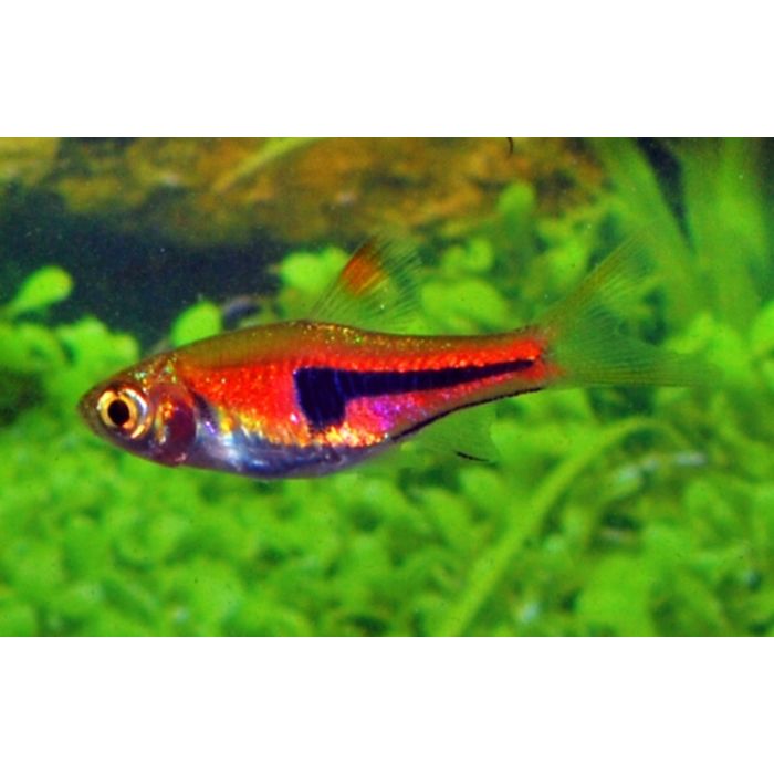 Trigonostigma Rasbora Espei Rode Kegelvlekbarbeel