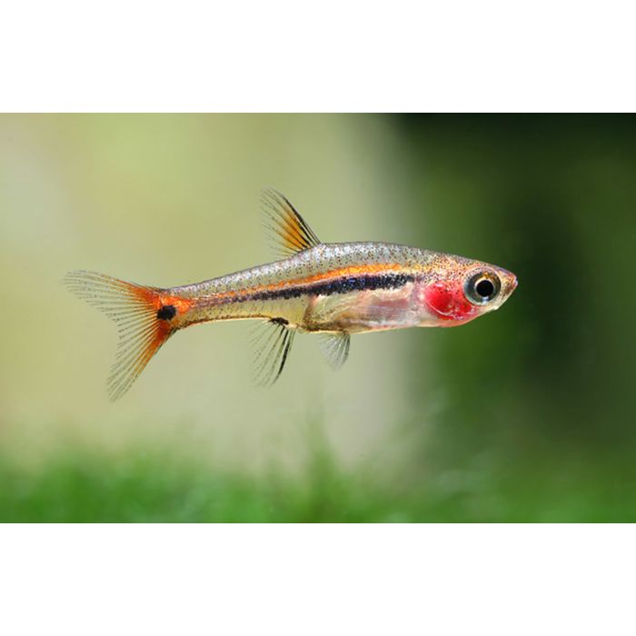 Boraras Urophthalmoides Glasrasbora