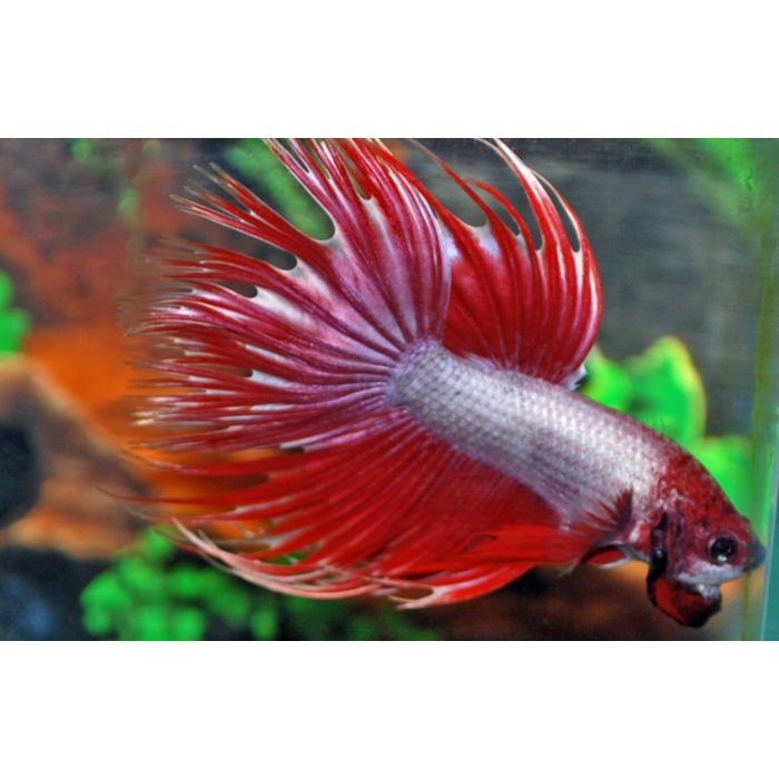 Betta Splendens Crowntail Paars / Rose