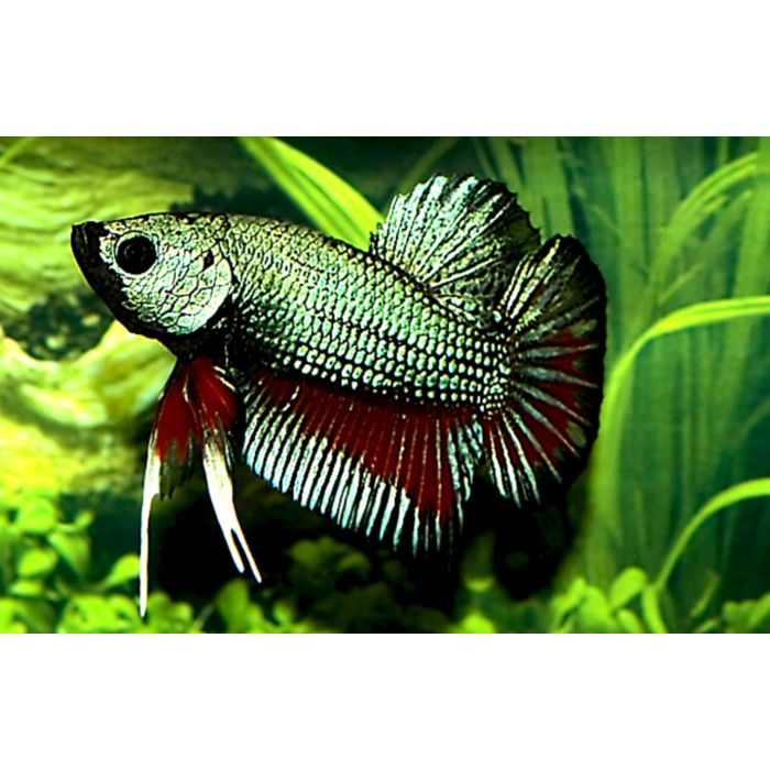 Betta Splendens Kempvis Dragon