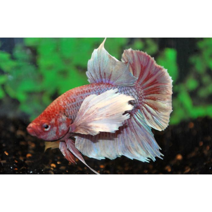 Betta Splendens Betta Dumbo Ear