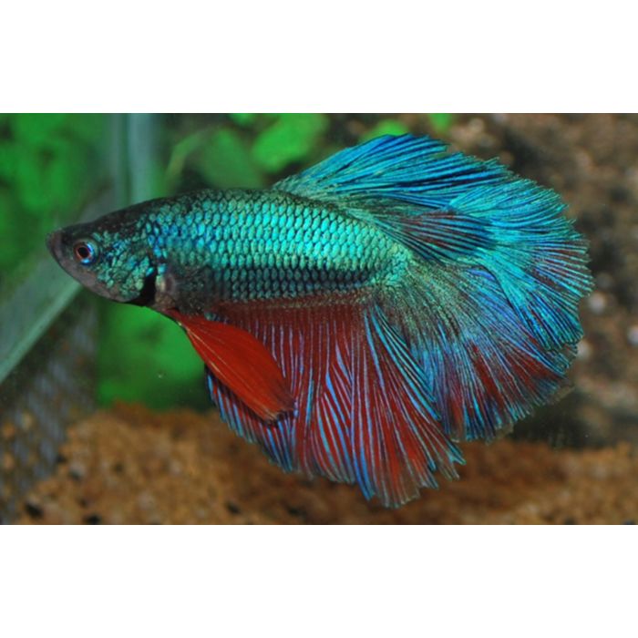 Betta Rosetail
