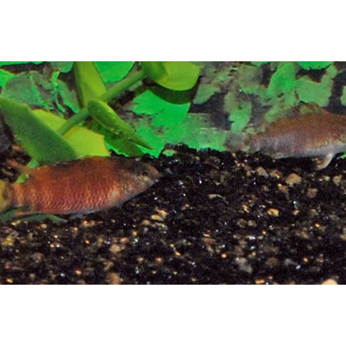 Badis Singenensis / Roter Zwergbarsch