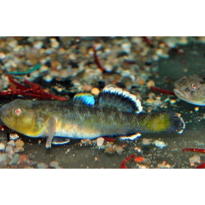 Chlamydogobius Eremius Woestijngrondel