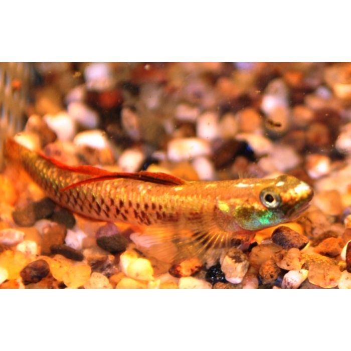 Stiphodon Cf. Rutilaureus Neon Gobi Indonesie