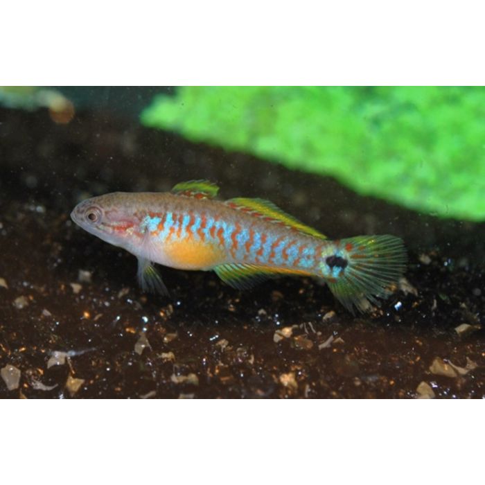 Tateurndina Ocellicauda / Pauwooggrondel