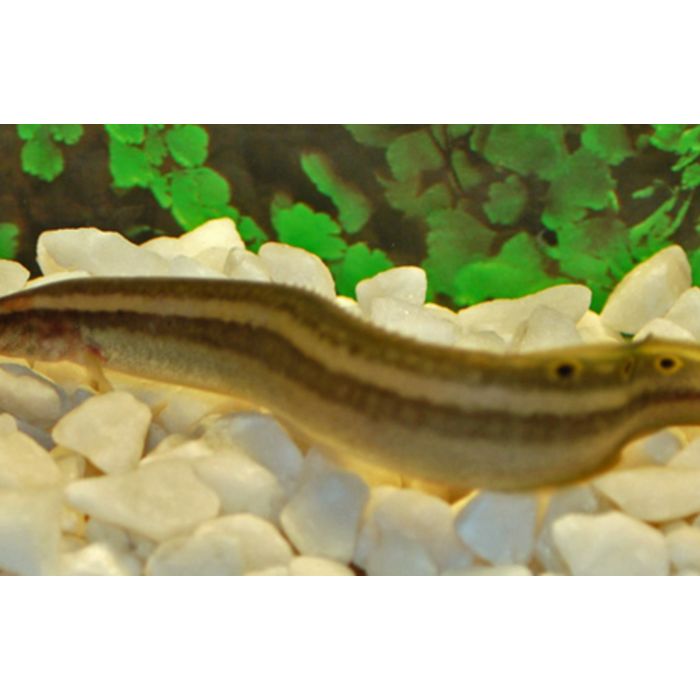 Macrognathus Aral / Stekelaal Aral