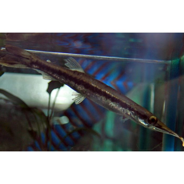 Boulengerella Maculata / Snoekzalm Maculata