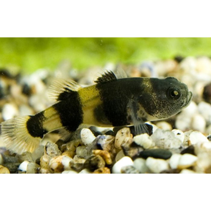 Brachygobius Xanthozona / Doriae / Bijtje<br>Maximale grootte: 3-4cm