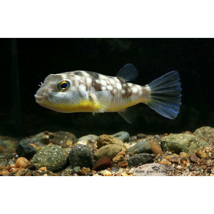 Chelonodon Patoca / Kogelvis Patoca