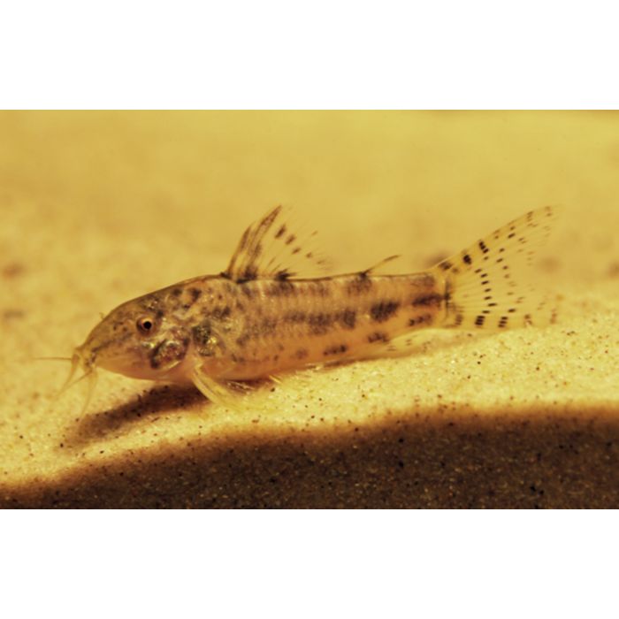 Aspidoras Taurus / Pantsermeerval Taurus