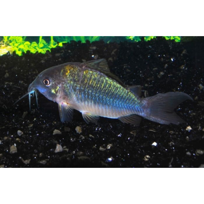 Corydoras Splendens / Smaragd Pantsermeerval