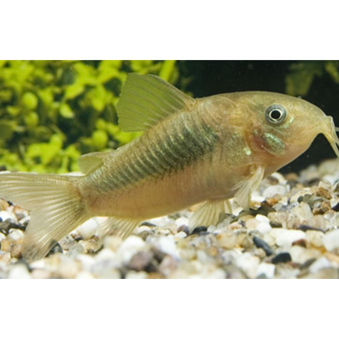 Corydoras Aeneus / Bronzen Pantsermeerval