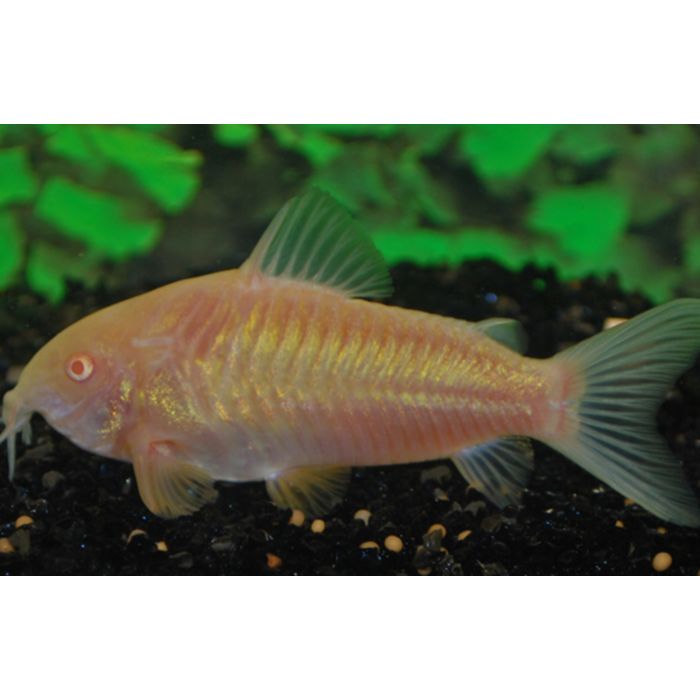 Corydoras Aeneus Albino