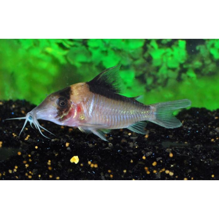 Corydoras Sp. C121 / Pantsermeerval C121